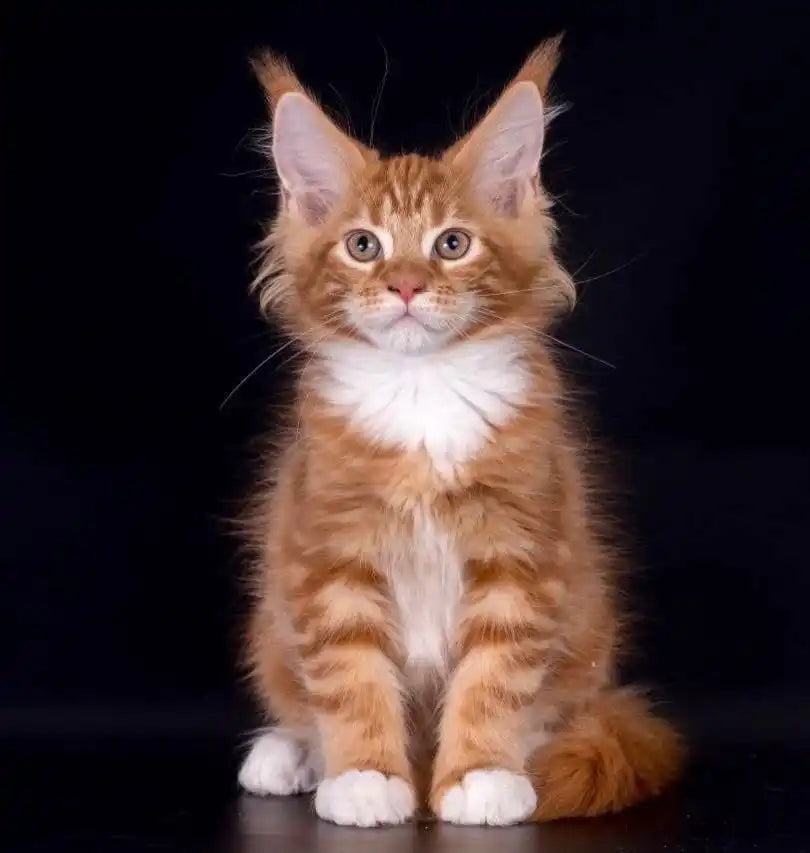 Maine Coon Kittens for Sale Terry | Kitten