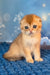 Tesla | scottish fold kitten