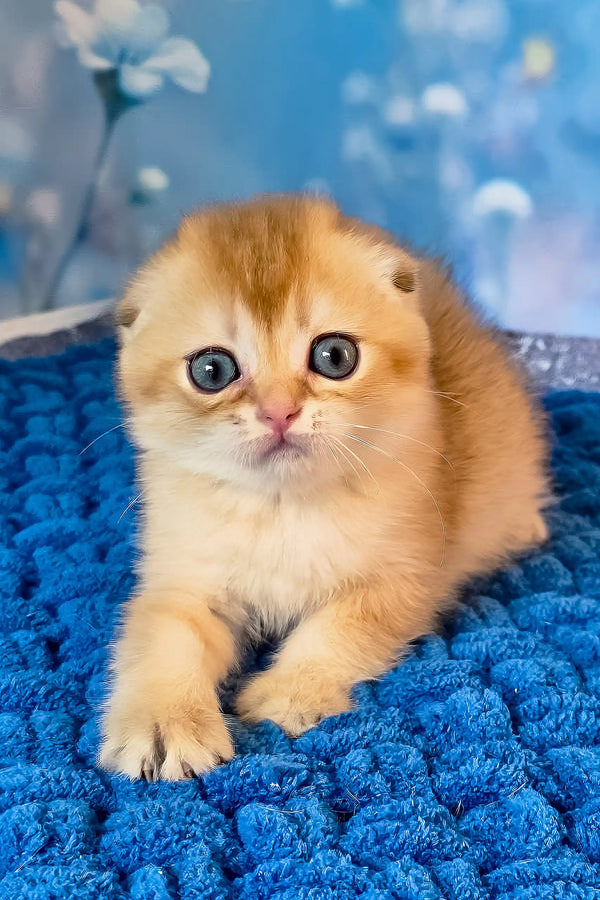 Tesla | scottish fold kitten