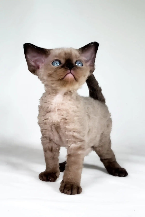 Tess | devon rex kitten