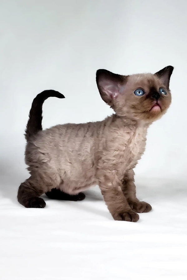 Tess | devon rex kitten
