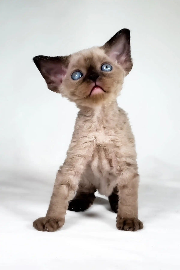 Tess | devon rex kitten