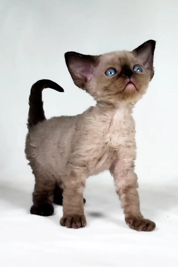 Tess | devon rex kitten