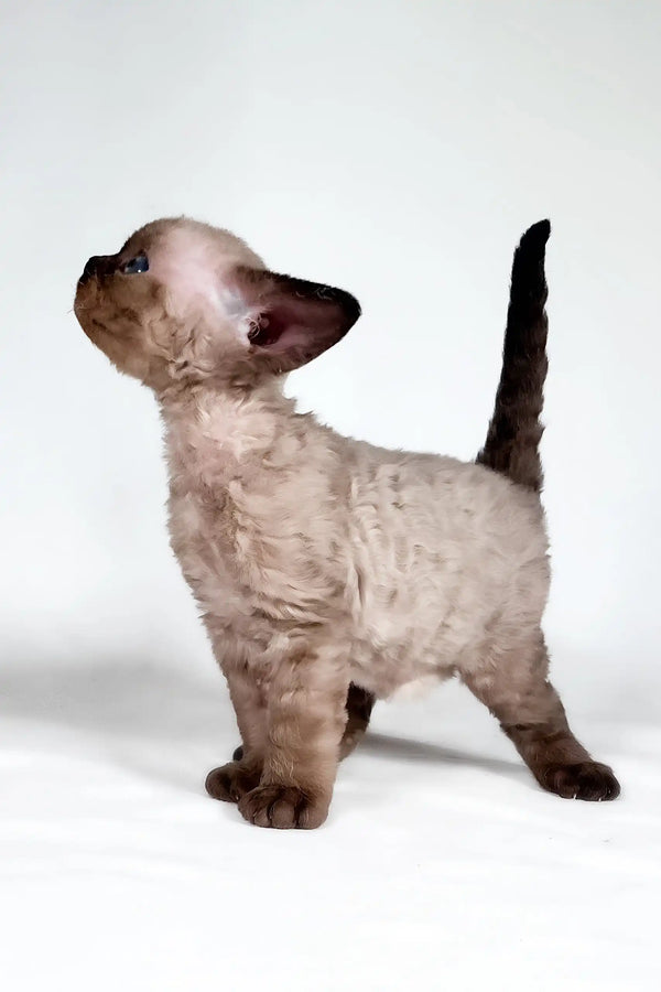 Tess | devon rex kitten