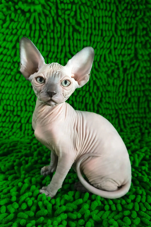 Tessa | canadian sphynx kitten