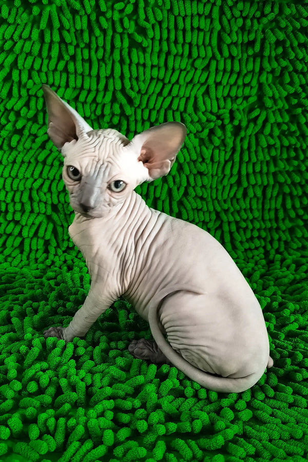 Tessa | canadian sphynx kitten