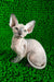 Tessa | canadian sphynx kitten