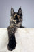 Tortoiseshell Maine Coon kitten named Tessa in a cute pose for her product display