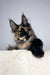 Tortoiseshell Maine Coon cat in Tessa Maine Coon Kitten product photo