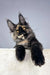 Cute Tortoiseshell Maine Coon kitten named Tessa available for adoption