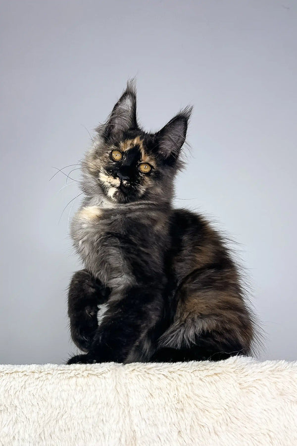 Tessa the adorable Tortoiseshell Maine Coon kitten ready to bring joy home