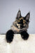 Adorable Tortoiseshell Maine Coon kitten named Tessa lounging cutely