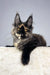 Tortoiseshell Maine Coon cat named Tessa, adorable kitten ready to play