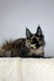 Tortoiseshell Maine Coon kitten Tessa with fluffy fur and bright eyes