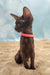 Tessa | oriental shorthair kitten