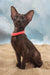 Tessa | oriental shorthair kitten