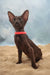 Tessa | oriental shorthair kitten