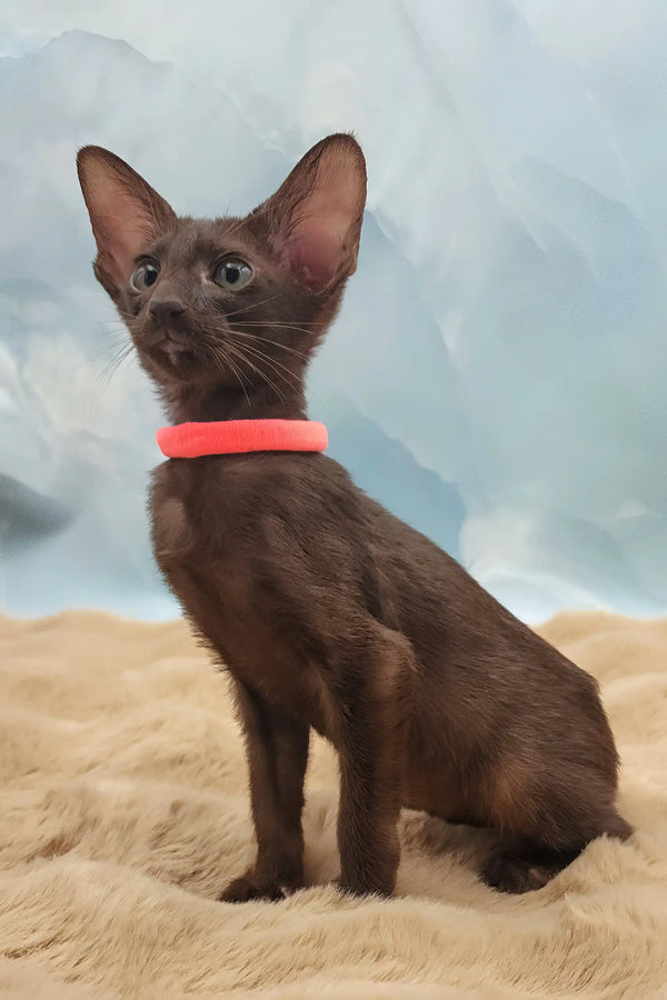 Tessa | oriental shorthair kitten