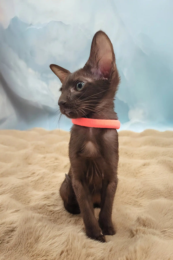 Tessa | oriental shorthair kitten