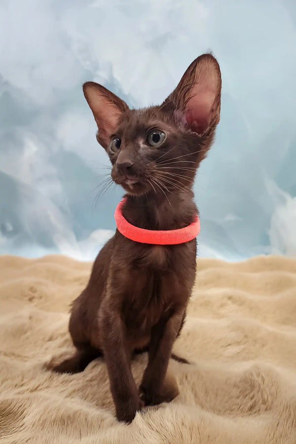Tessa | oriental shorthair kitten