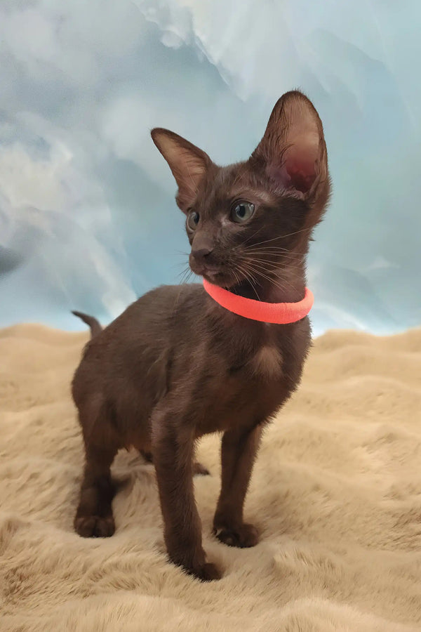 Tessa | oriental shorthair kitten