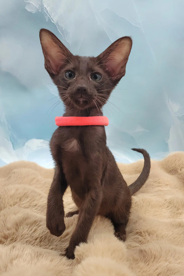 Tessa | oriental shorthair kitten