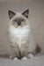 Tessa | ragdoll kitten