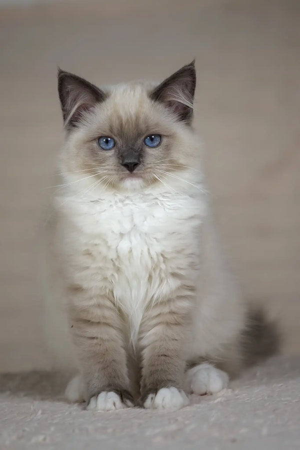 Tessa | ragdoll kitten