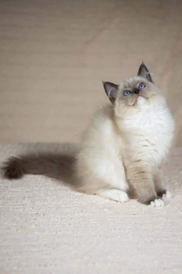 Tessa | ragdoll kitten