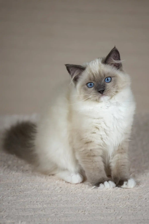 Tessa | ragdoll kitten