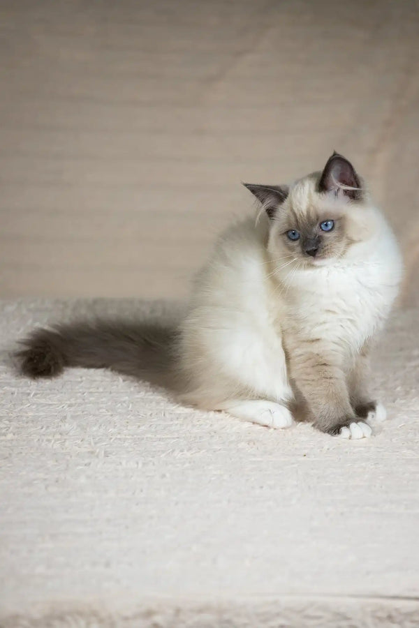 Tessa | ragdoll kitten