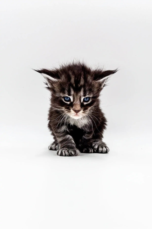 Fluffy, wide-eyed Polydactyl Maine Coone Kitten with spiky fur and a serious look
