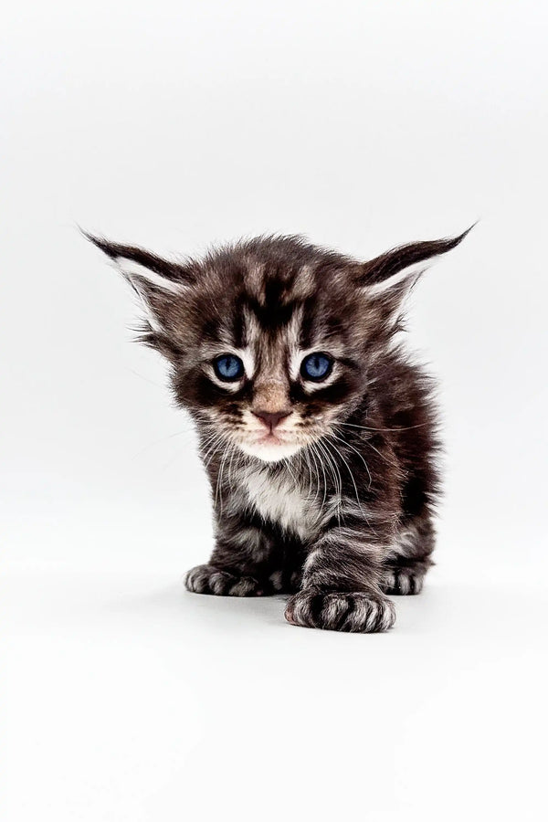 Adorable Polydactyl Maine Coon kitten with blue eyes and fluffy fur