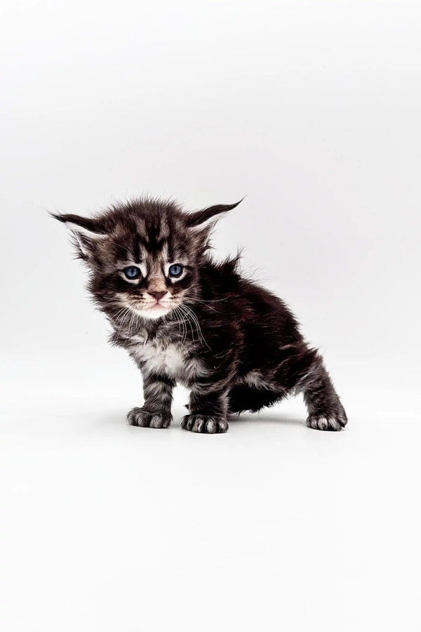 Fluffy tabby Polydactyl Maine Coon kitten with wide eyes and perked ears