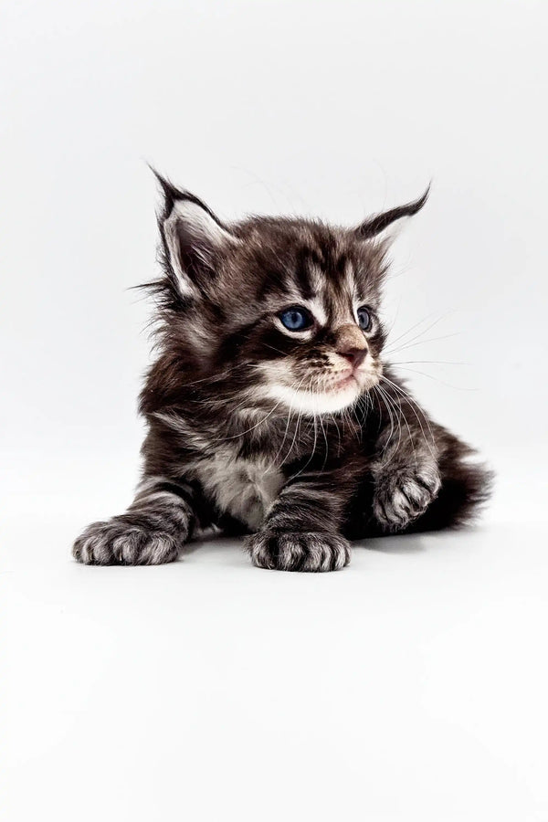 Adorable Polydactyl Maine Coon kitten Texas with fluffy fur and cute ear tufts
