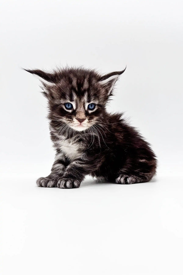 Fluffy Polydactyl Maine Coon kitten with wide eyes and pointed ears in Texas