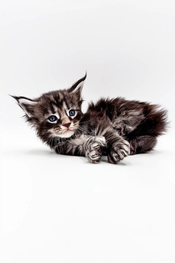 Fluffy gray tabby Polydactyl Maine Coon kitten sprawled out and adorable