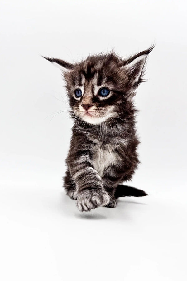 Cute Polydactyl Maine Coon kitten with fluffy fur and bright blue eyes