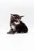 Adorable Polydactyl Maine Coon kitten with fluffy fur and an alert expression