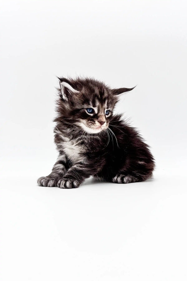 Adorable Polydactyl Maine Coon kitten with fluffy fur and an alert expression