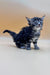 Fluffy gray tabby Polydactyl Maine Coon kitten with wide eyes and perked ears