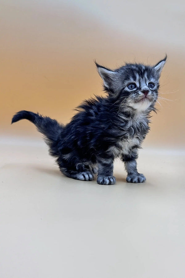 Fluffy gray tabby Polydactyl Maine Coon kitten with wide eyes and perked ears