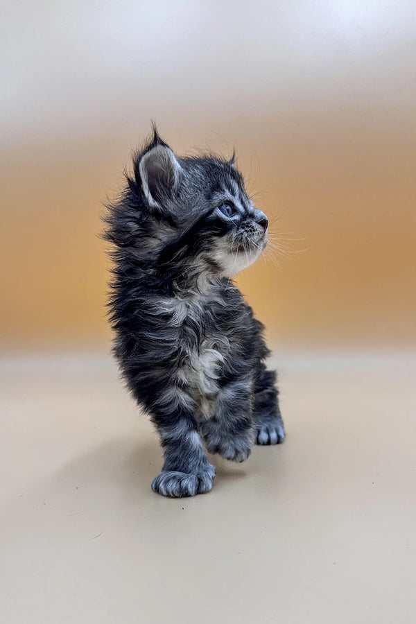 Fluffy gray and white Polydactyl Maine Coon kitten standing upright with pointed ears