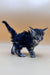 Fluffy gray tabby Polydactyl Maine Coon kitten with alert posture and raised tail