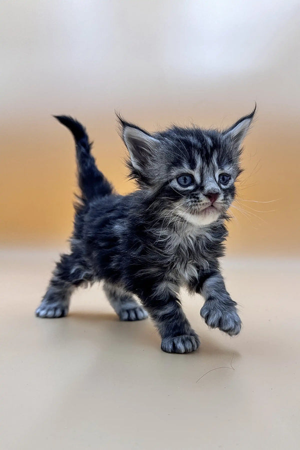 Fluffy gray tabby Polydactyl Maine Coon Kitten with curious expression and pointed ears