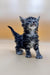 Adorable Tabby Kitten with Fluffy Fur and Curious Eyes - Polydactyl Maine Coon Charm