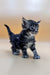 Fluffy gray tabby kitten standing alert, a playful Polydactyl Maine Coon ready for fun