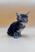 Adorable gray tabby Polydactyl Maine Coon kitten with big blue eyes and pointed ears