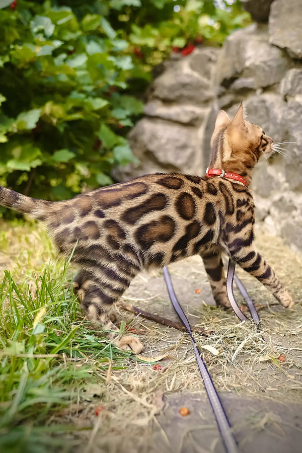 Thea | bengal kitten