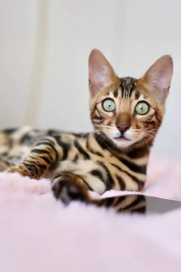 Thea | bengal kitten